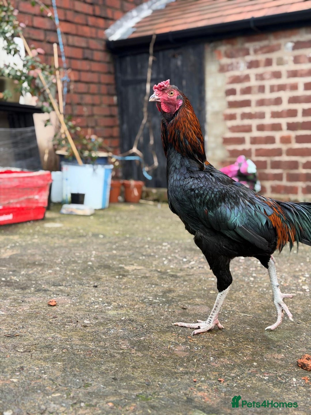 Cockatiels birds for sale: Pakistani aseel  - Advert 9