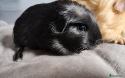 Guinea Pig rodents for sale: Pair of male guinea pigs so beautiful  - Image 2