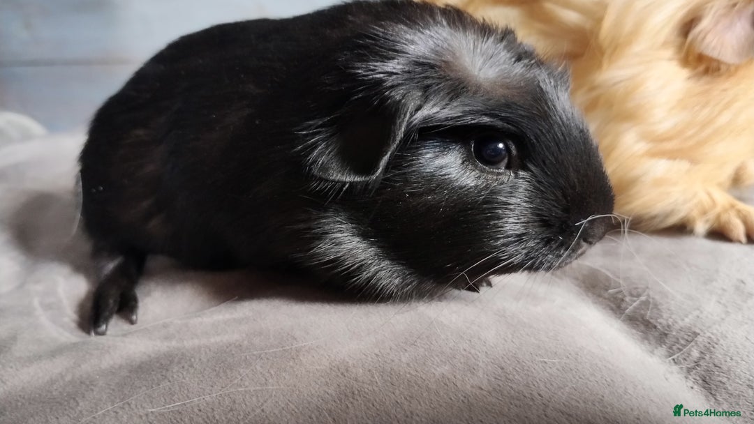 Guinea Pig rodents for sale: Pair of male guinea pigs so beautiful  - Image 2