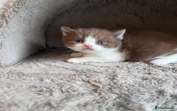 British Shorthair cats for sale: Champion lines bi colour cinnamon kittens  - Image 7