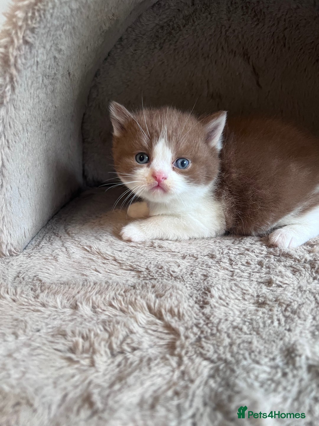 British Shorthair cats for sale: Champion lines bi colour cinnamon kittens  - Image 7