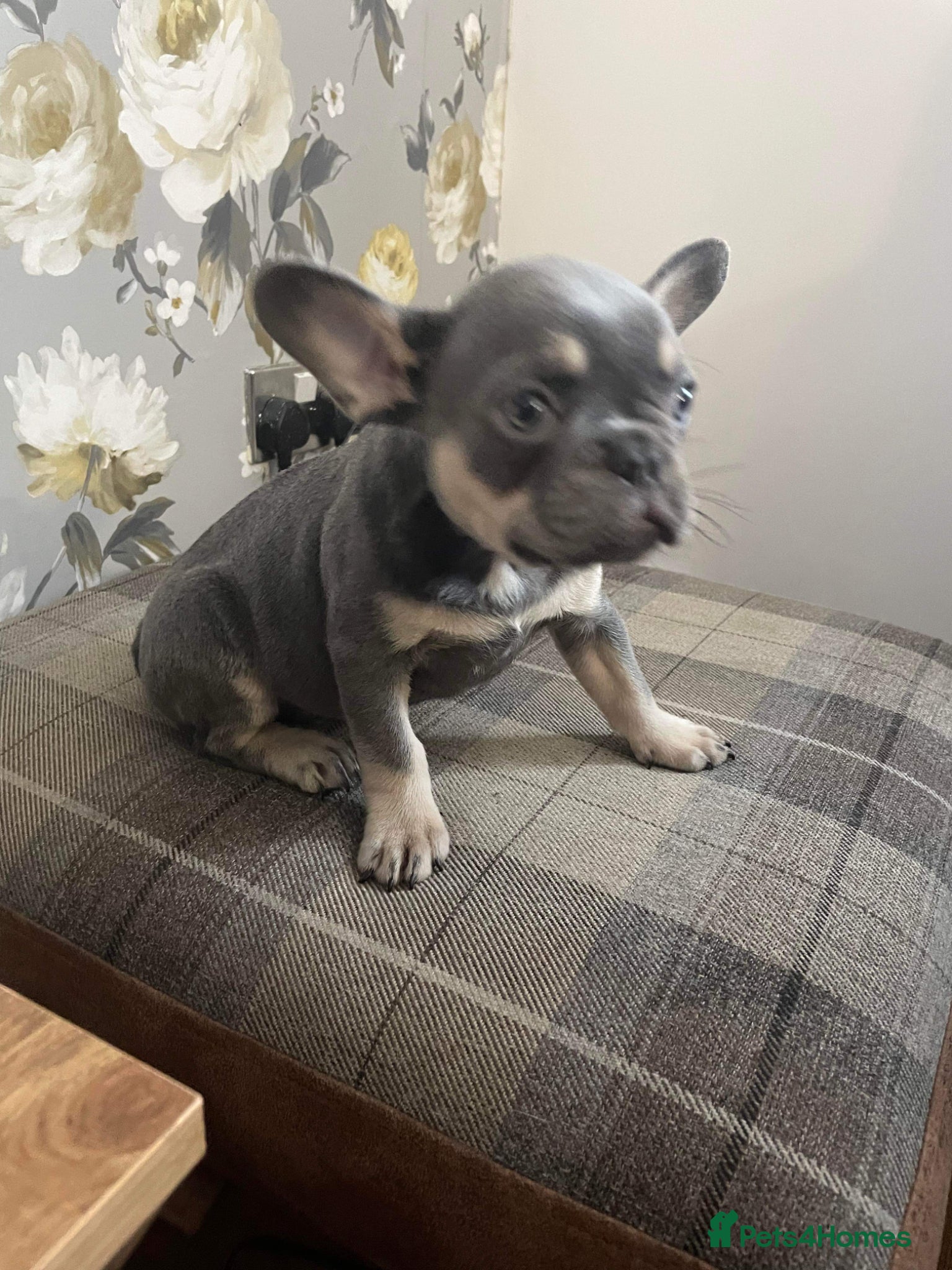 French Bulldog dogs Two lovely little boys left - Advert 1