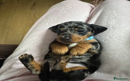 Dachshund dogs for sale: 8 dachshund puppies  - Image 4