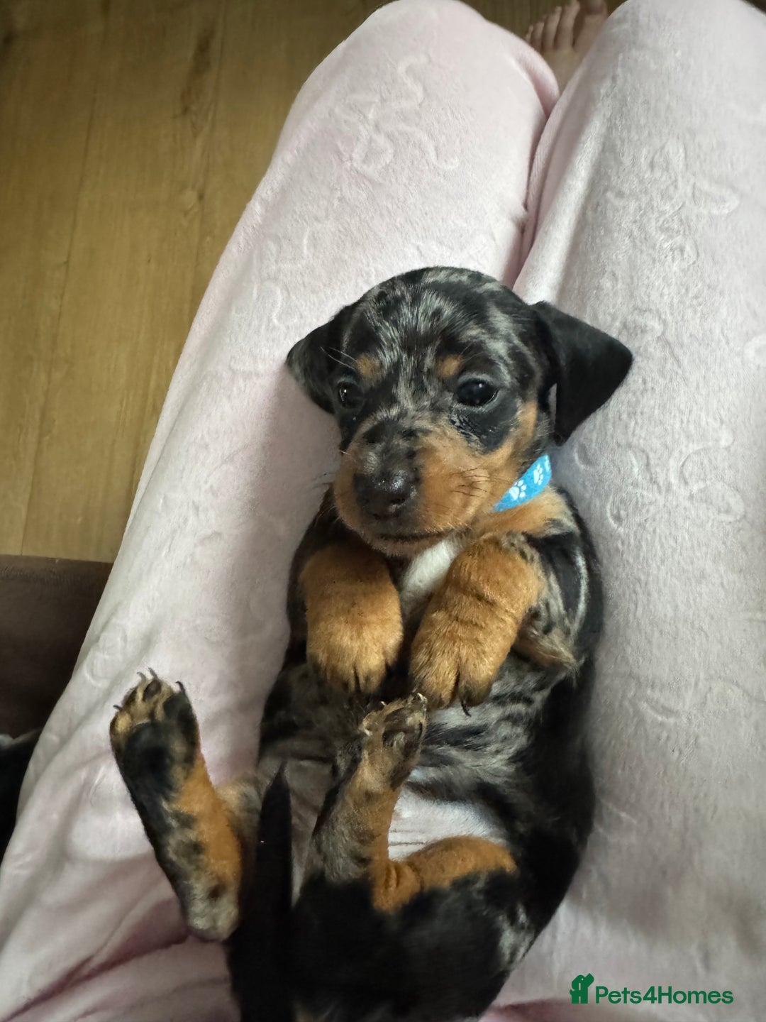 Dachshund dogs for sale: 8 dachshund puppies  - Image 4