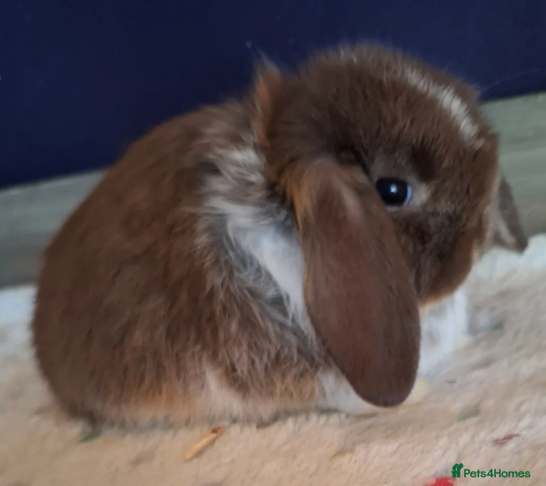 Mini Lop rabbits for sale: Mini lop buck - Advert 1