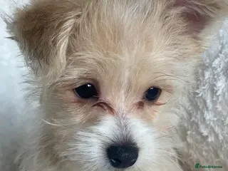 Mixed Breed dogs Unique mix - Maltese x JackChi Pups - Advert 9