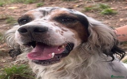 English Setter dogs for adoption: Yaco  - Image 10