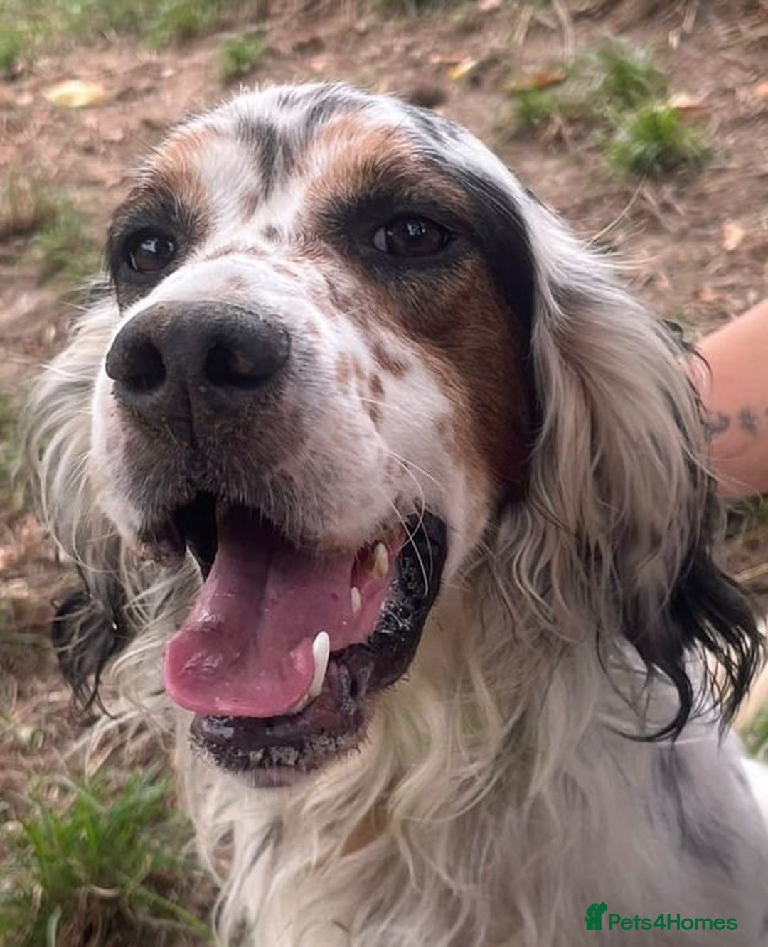 English Setter dogs for adoption: Yaco  - Image 10