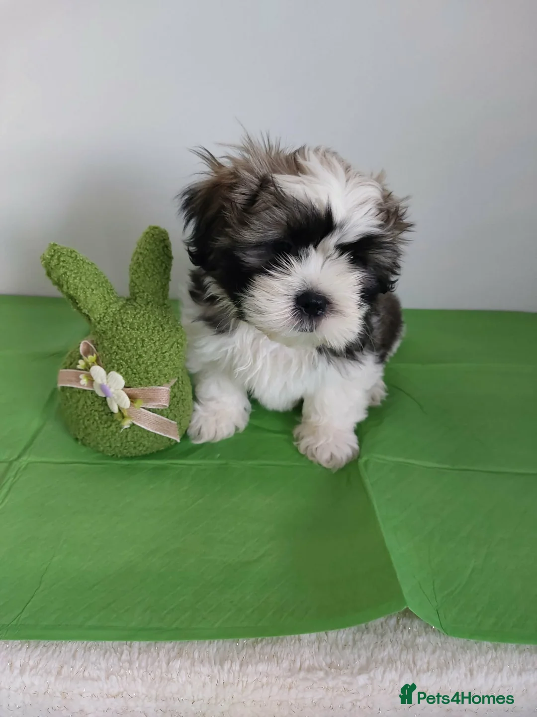 Shih Tzu dogs for sale: Beautiful Shih Tzu Puppies 💛💚❤️🩷 - Advert 2