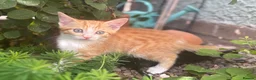 European cats for sale: Beautiful colourful kittens - Advert 21