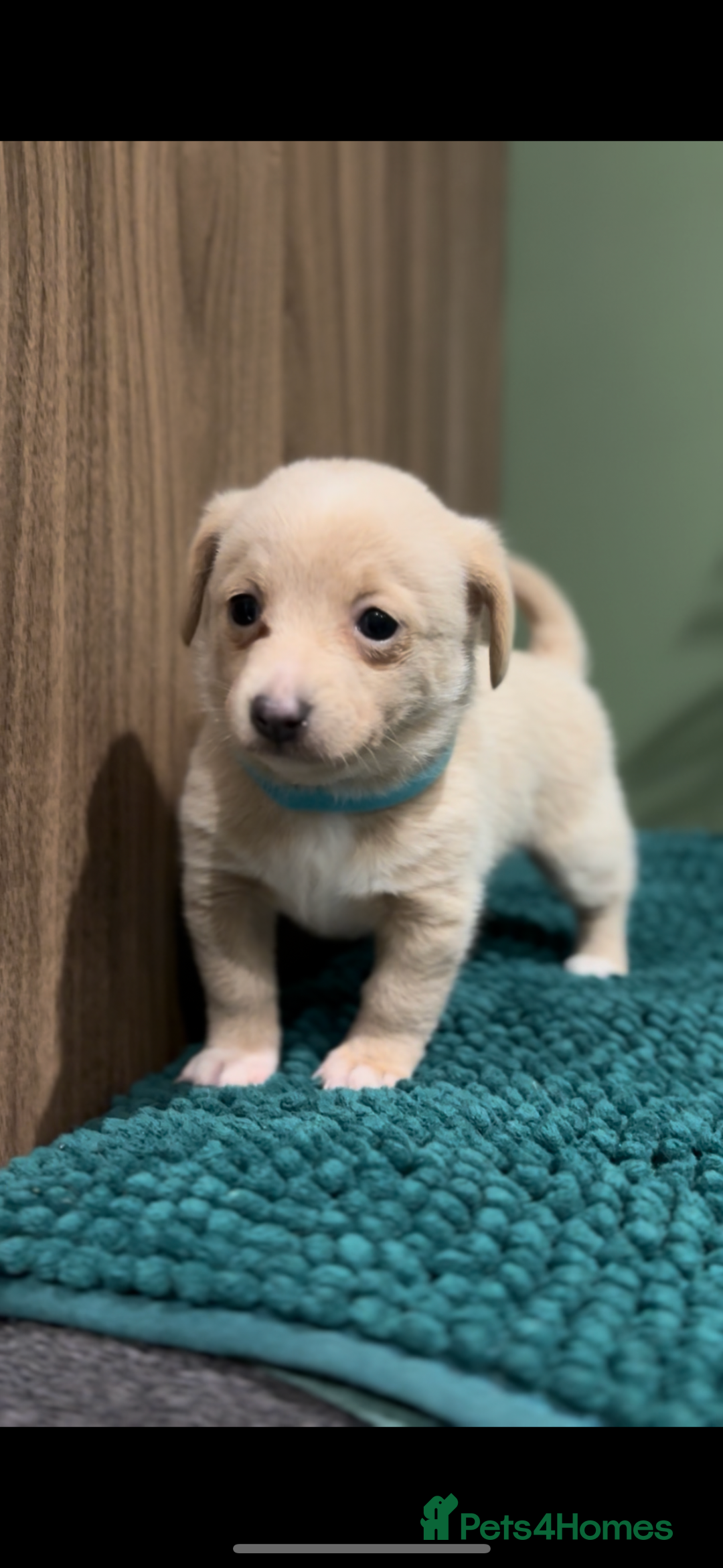 Mixed Breed dogs for sale: 🌟 Beautiful Cream Pomweenie Puppies Available 🌟 - Advert 16