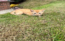 Domestic Shorthair cats for sale: Kittens 4 sale - Image 5