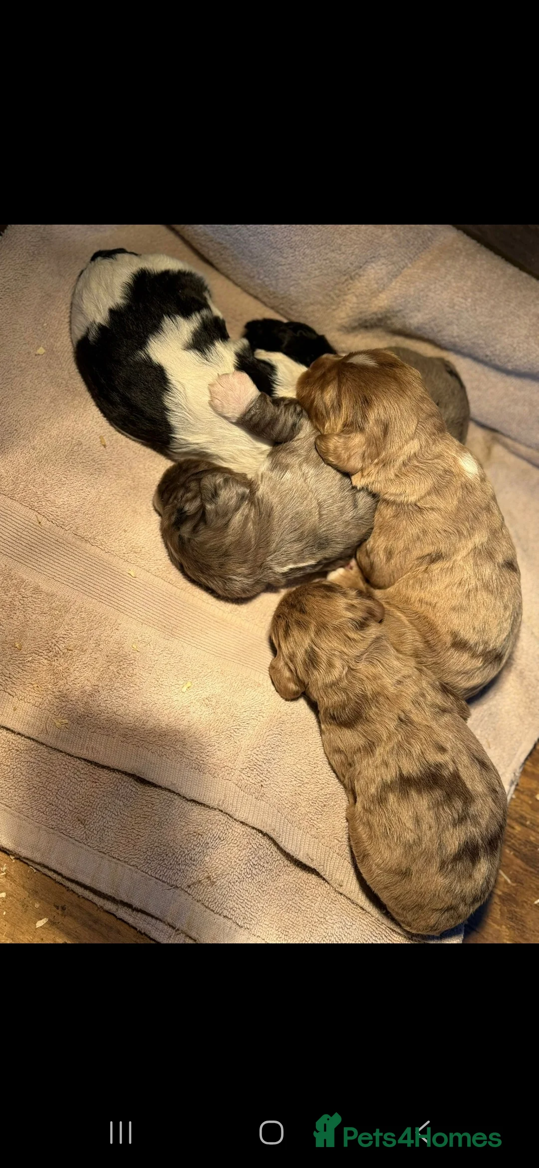 Cocker Spaniel dogs for stud: Merle Cocker stud in Shildon - Advert 28