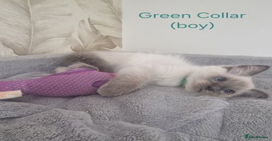 Ragdoll cats - Advert 9
