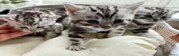 British Shorthair cats for sale: GCCF Rare Show Quality BSH Silver Tabby Kittens  - Advert 28
