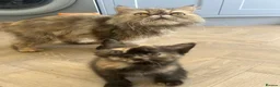 Mixed Breed cats for sale: I ginger boy 1 mixed color girl  - Advert 4