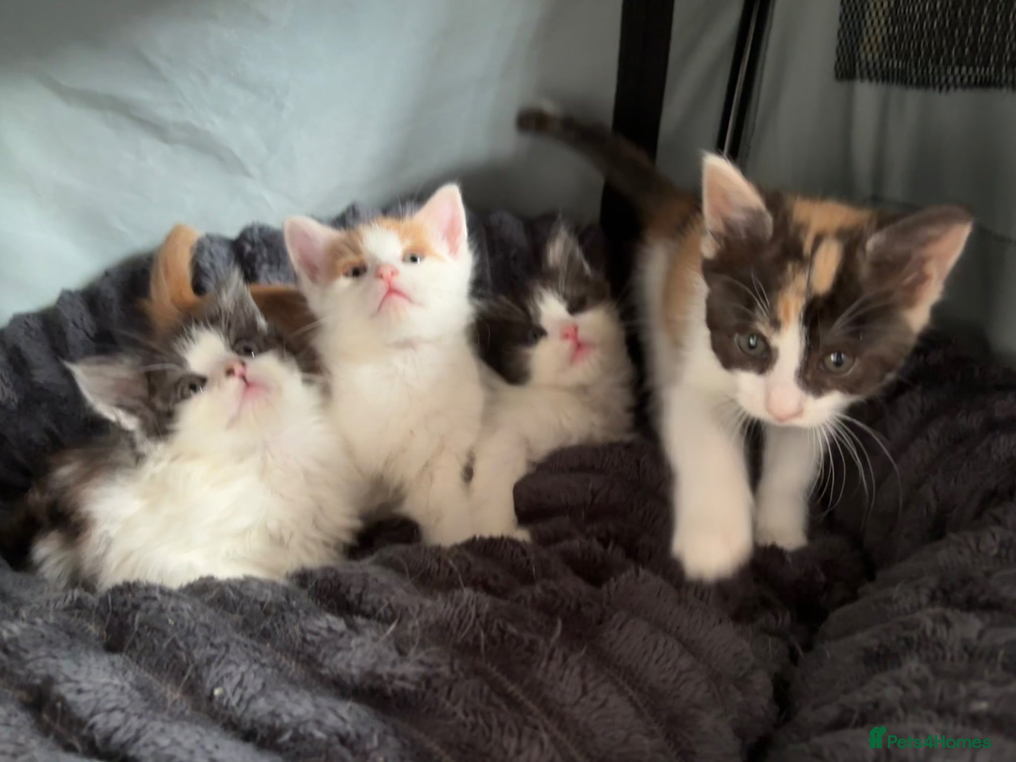 Turkish Van cats Turkish van, Maine coon mix - Advert 1
