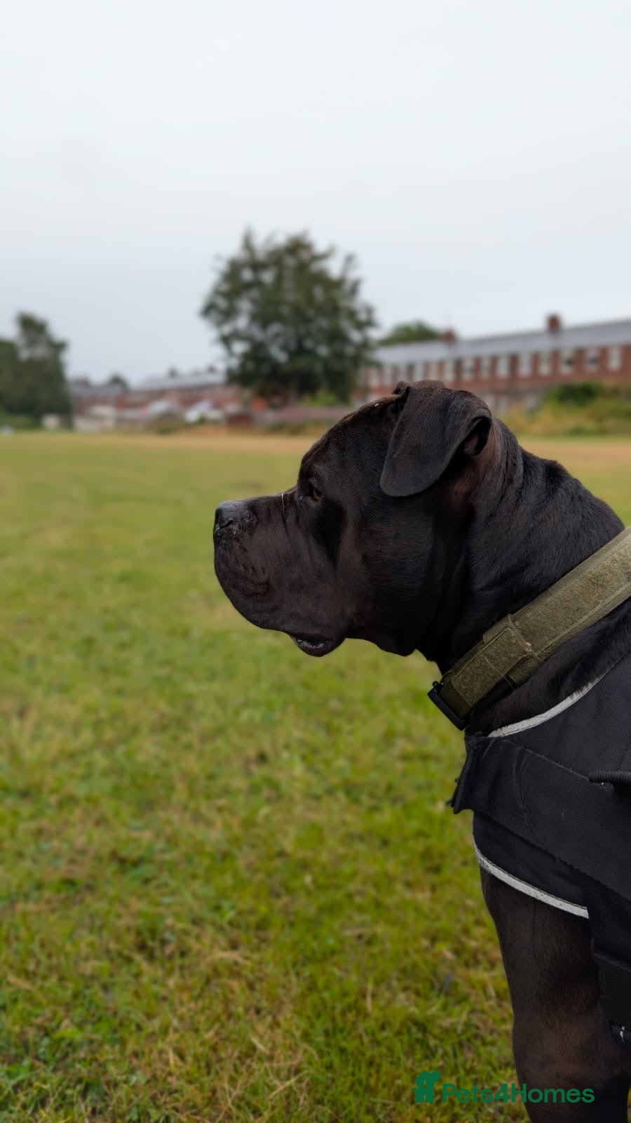 Mixed Breed dogs Rambo gentle giant - Advert 3