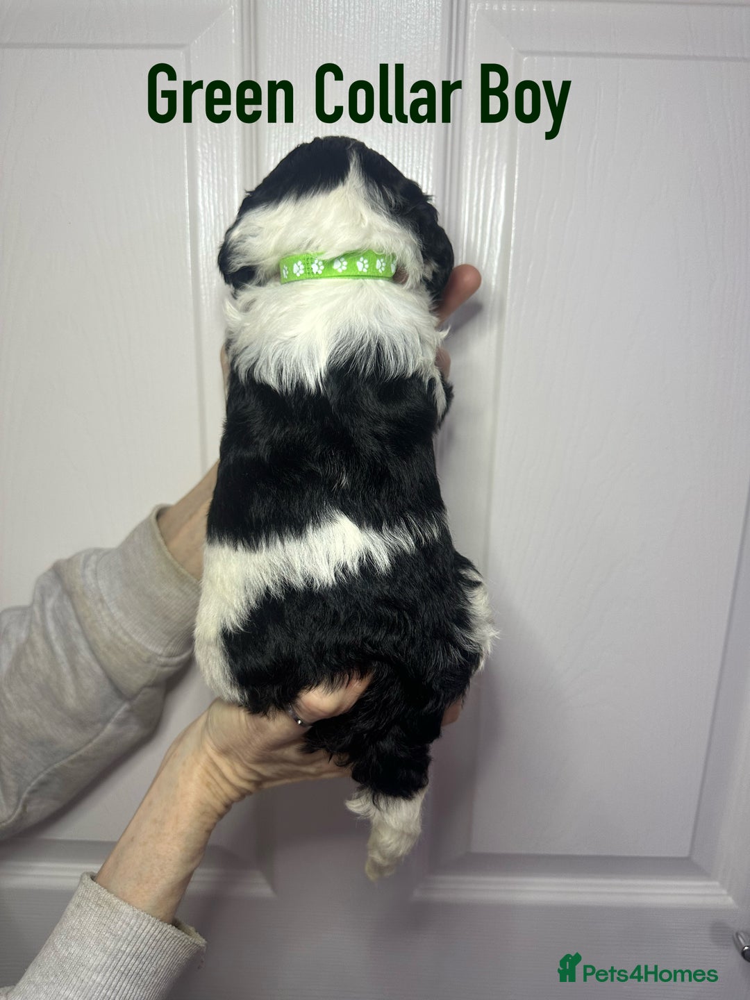 Cockapoo dogs for sale: Cockerpoo puppies  - Advert 14