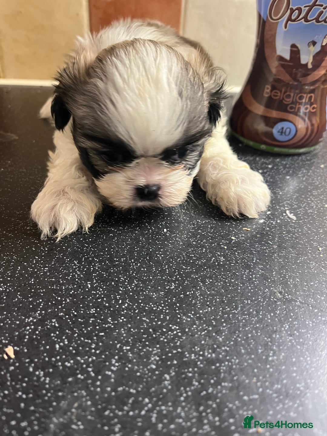 Shih Tzu dogs for sale: Shih tzu puppies  - Advert 13