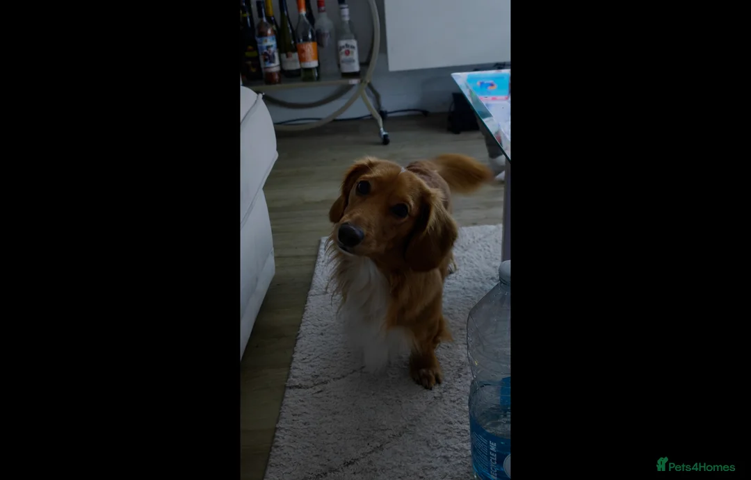 Miniature Dachshund dogs for stud: Archie - Advert 6