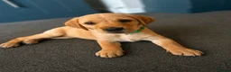 Goldador dogs for sale: 11 Goldador puppies *Ready to leave now* - Advert 21