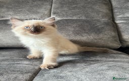 Ragdoll cats for sale: Ragdoll kittens for sale  - Image 9