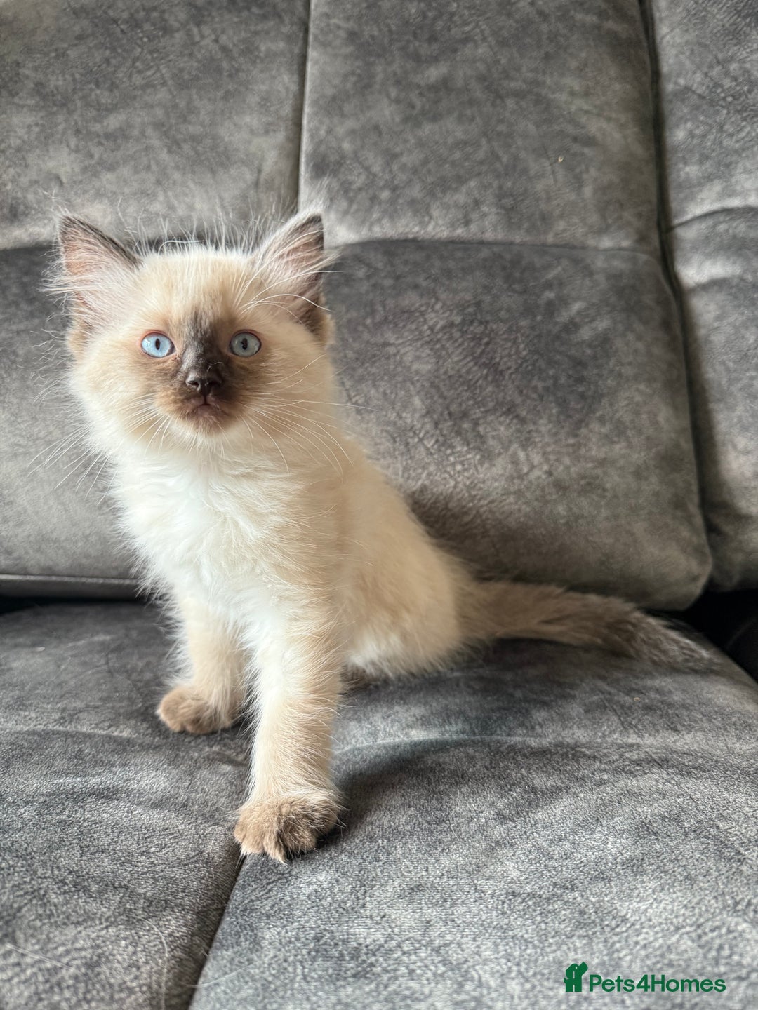 Ragdoll cats for sale: Ragdoll kittens for sale  - Image 9