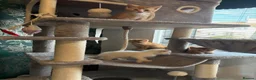 Siamese cats for sale: 4 beautiful kittens  - Advert 11