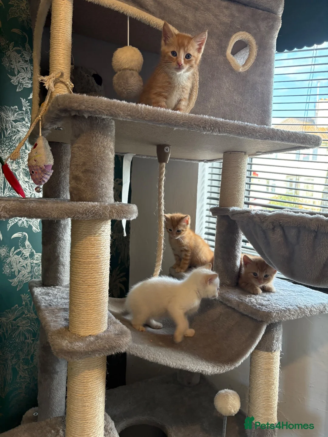Siamese cats for sale: 4 beautiful kittens  - Advert 11