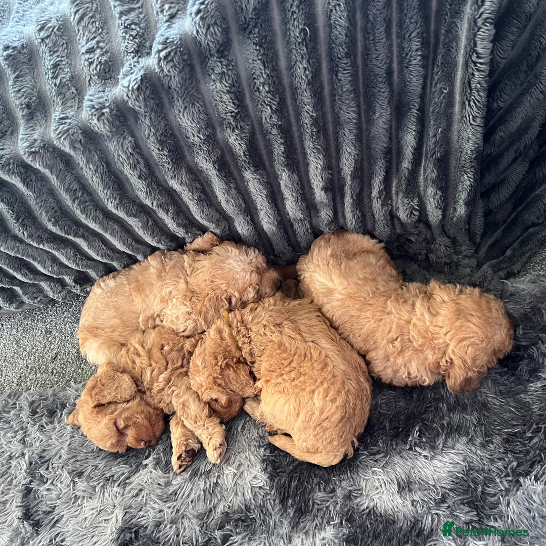 Australian Labradoodle dogs for sale: Fib Labradoodle puppies - Advert 15