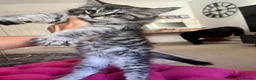 Maine Coon cats for sale: Maine coon kittens for sale - Advert 5