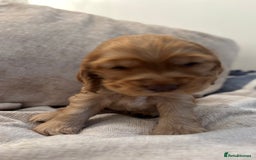 Cocker Spaniel dogs for sale: KC Reg Show Cocker Rizi Bizi bloodline Puppies - Image 9