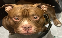 Mixed Breed dogs for sale: 4 Beautiful puppies looking for forever homes. - Image 11