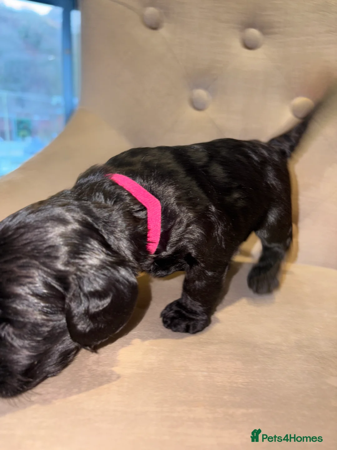 Cockapoo dogs for sale: Beautiful litter of 10 Cockapoo pups  - Advert 26
