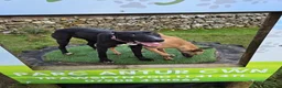 Lurcher dogs for sale: Kit - looking for loving home - Advert 14