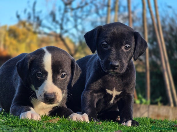 Whippet dogs Whippet litter - Advert 10