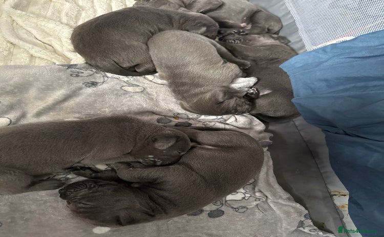 Cane Corso dogs - Advert 6