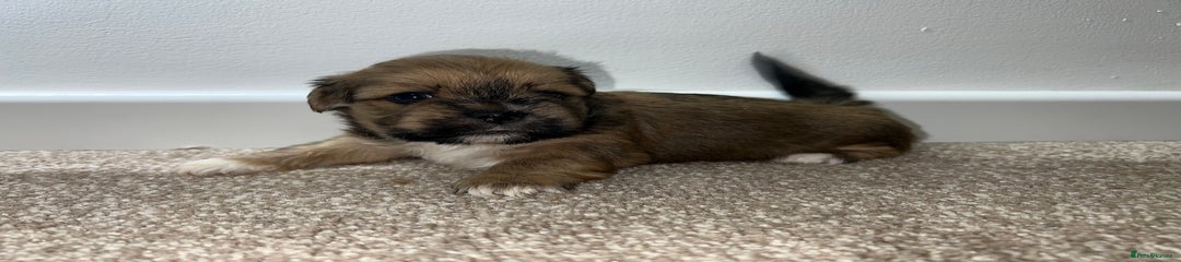 Lhasa Apso Puppy 1