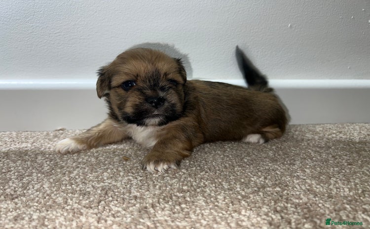 Lhasa Apso dogs - Advert 2