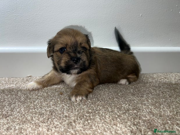 Lhasa Apso dogs - Advert 2