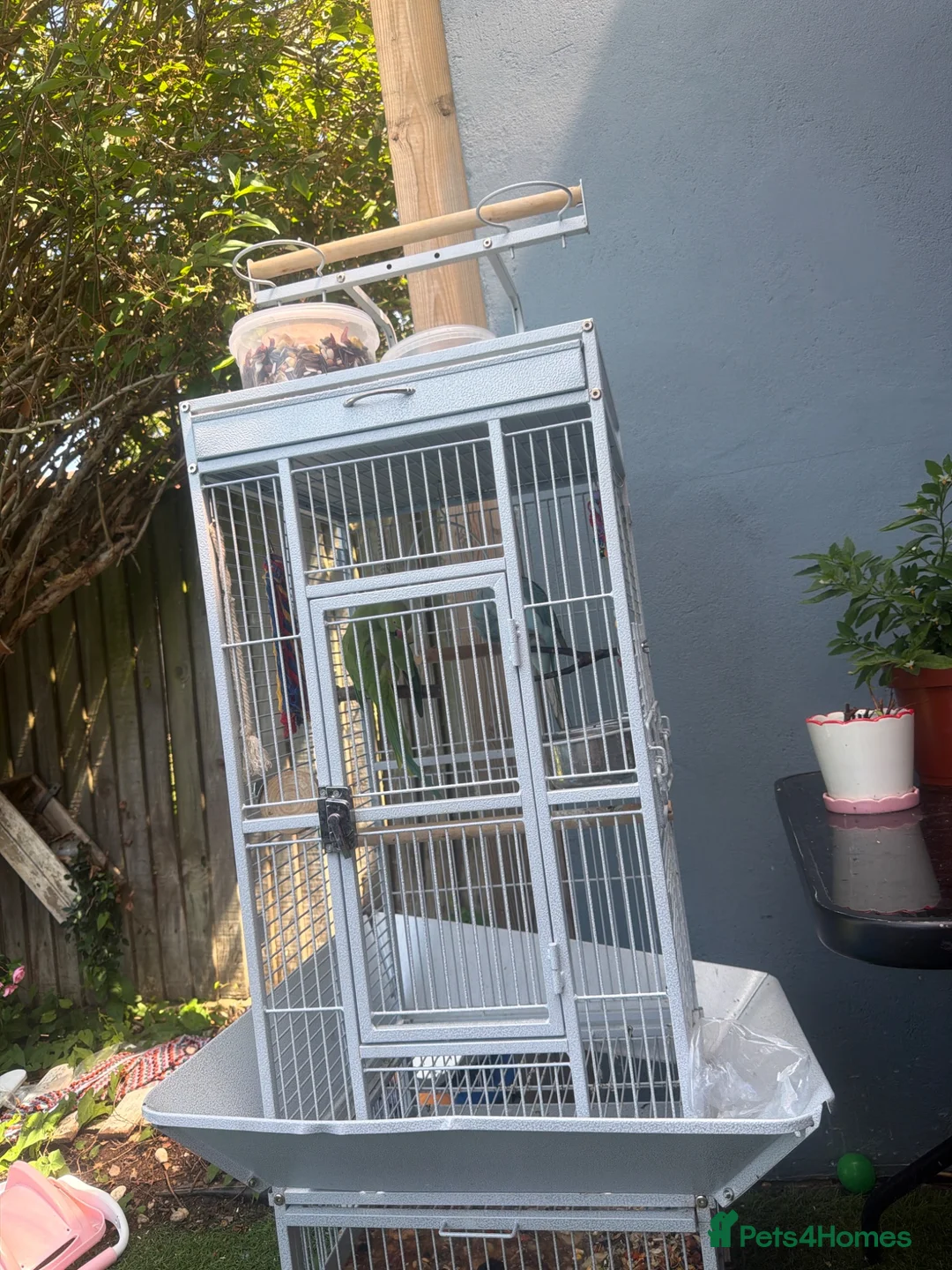 Ringnecks birds for sale: Indian ring neck tamed birds. - Advert 2