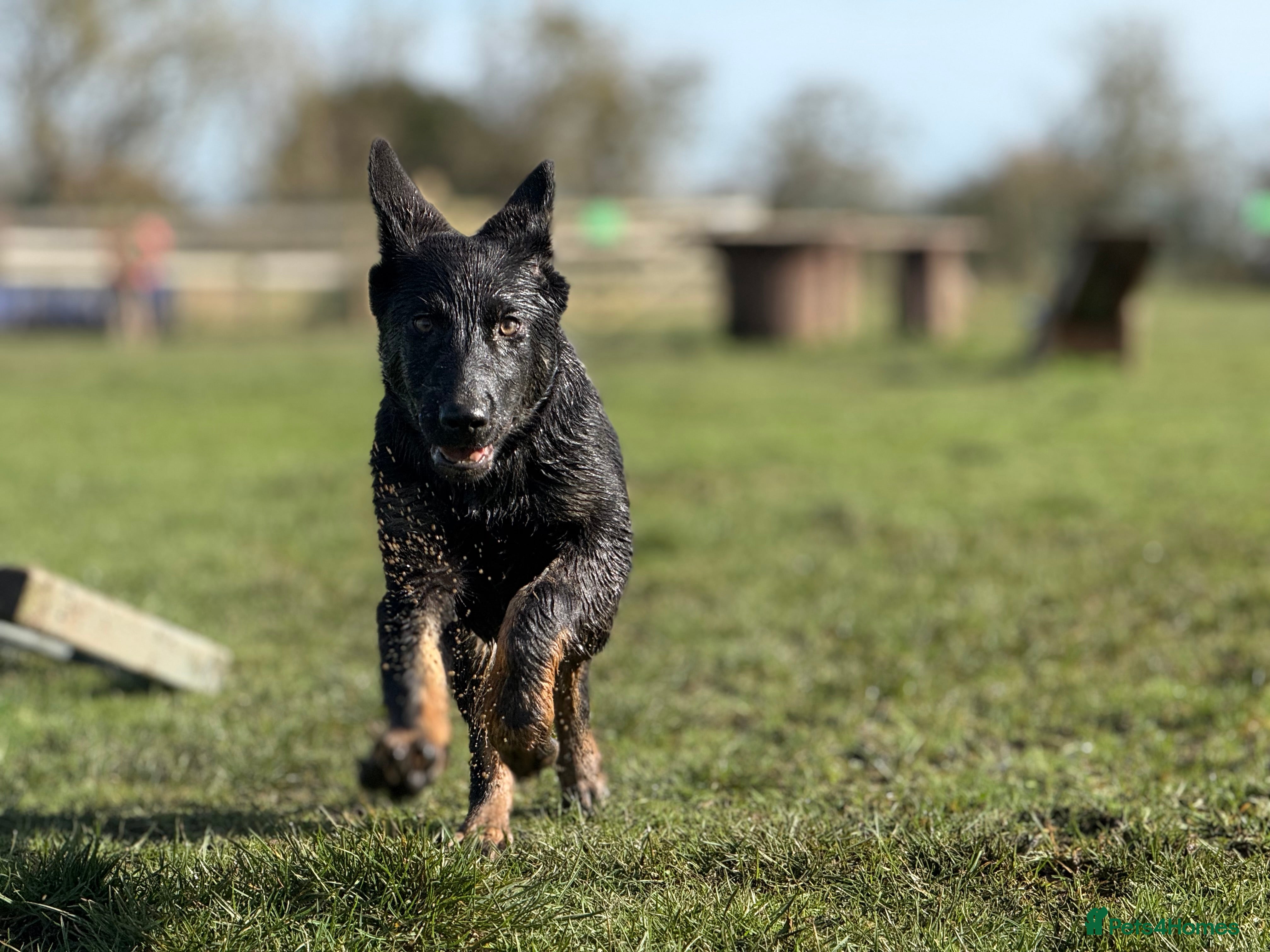 German Shepherd dogs German Shepherd Puppy last Female Left - Advert 18