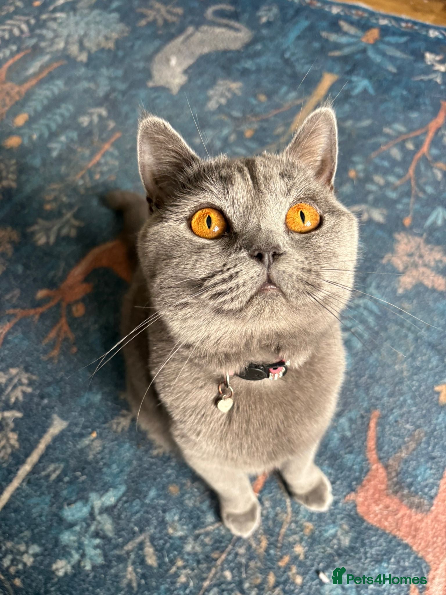 British Shorthair cats Beautiful Blue British Shorthair kittens - Advert 1