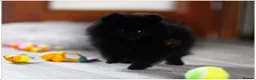 Pomeranian dogs for sale: RKC DNA MINIATURE SHORT MUZZLE DOUBLE COAT POMS - Advert 11