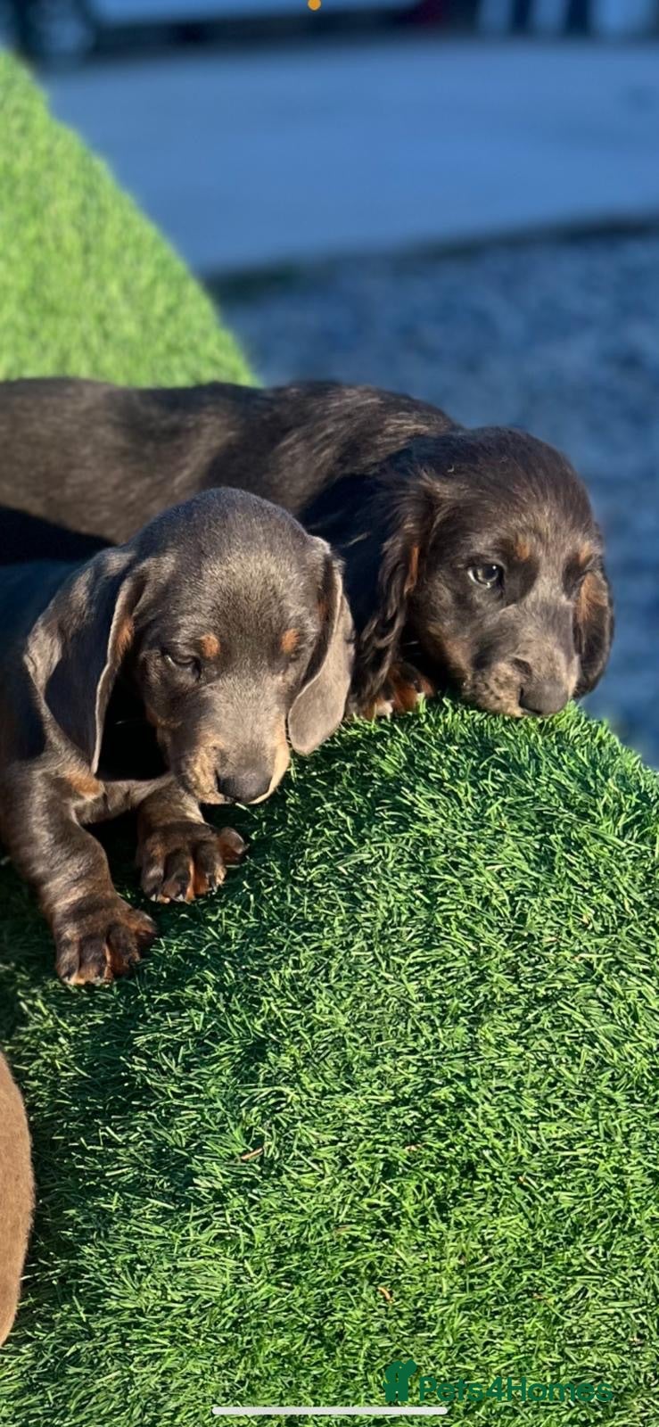 Dachshund dogs Dachshund puppies  - Advert 9