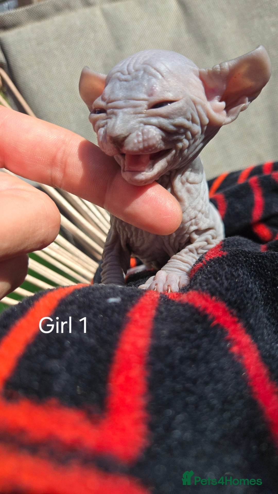 Sphynx cats for sale: Elf Sphynx Kittens  - Image 17