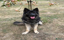 German Shepherd dogs for sale: Desperate for his forever home! - Image 3