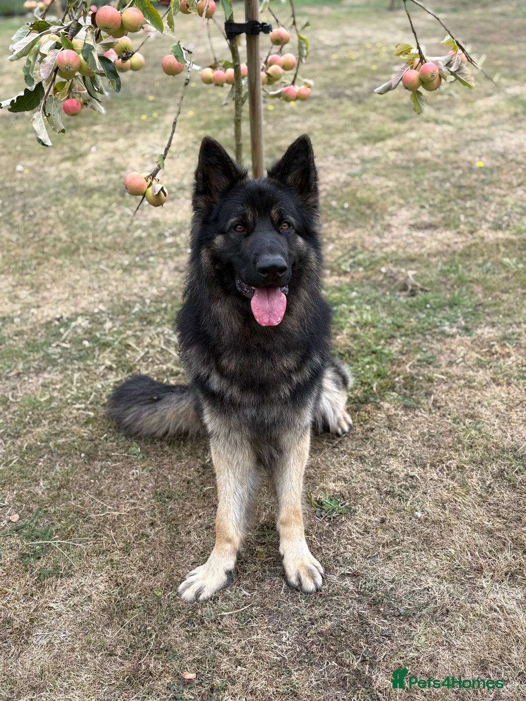 German Shepherd dogs for sale: Desperate for his forever home! - Image 3