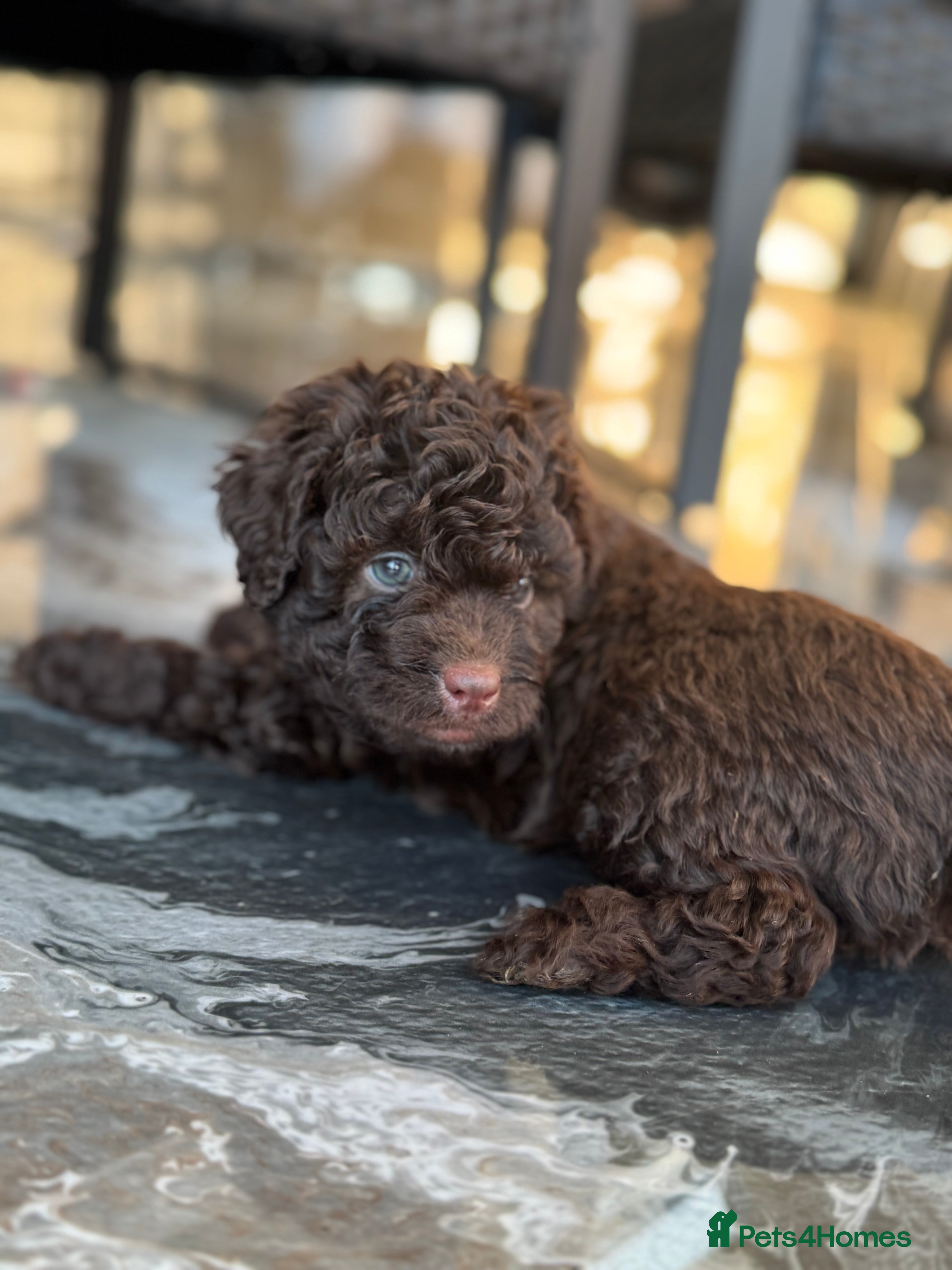 Aussiedoodle dogs Curly Miniature Aussiedoodle Puppies ⭐️ - Advert 5